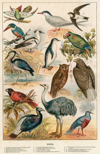 Vogels door English School