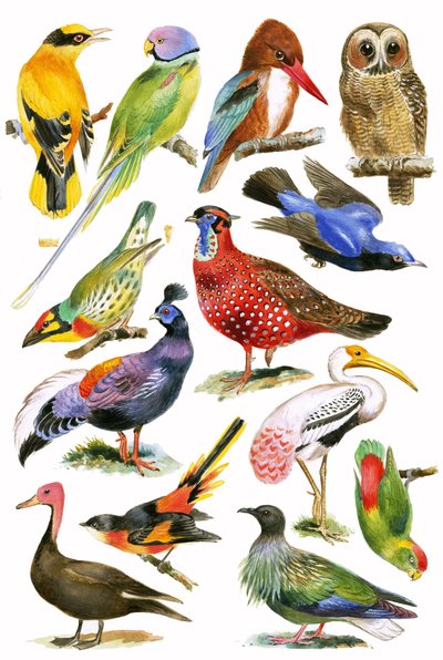 Vogels door English School