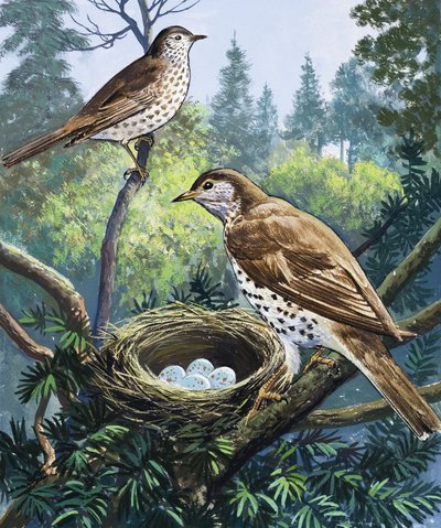 Vogels en Nest door English School