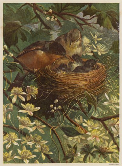 Vogels voeden hun jongen in een nest door English School