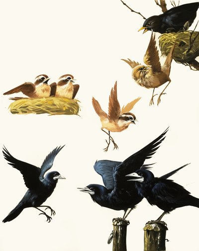 Vogels montage door English School