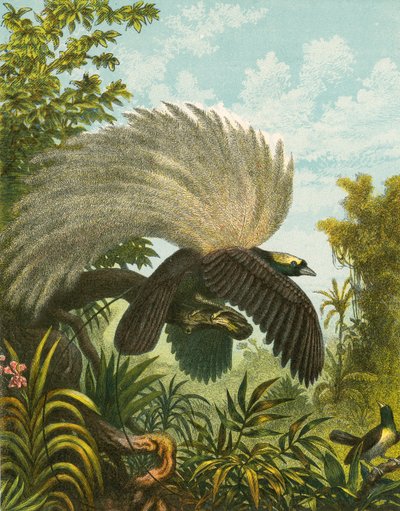 Paradijsvogels door English School