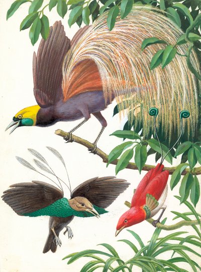 Paradijsvogels door English School