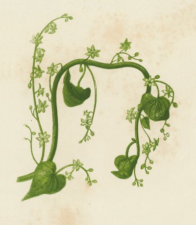 Zwarte Bryony, Tamus Communis door English School