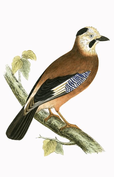Zwartkopgaai, illustratie uit 