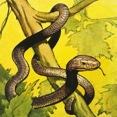 Zwarte Mamba door English School