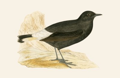 Zwarte tapuit, illustratie uit 