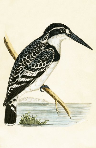 Zwart-witte IJsvogel, illustratie uit 