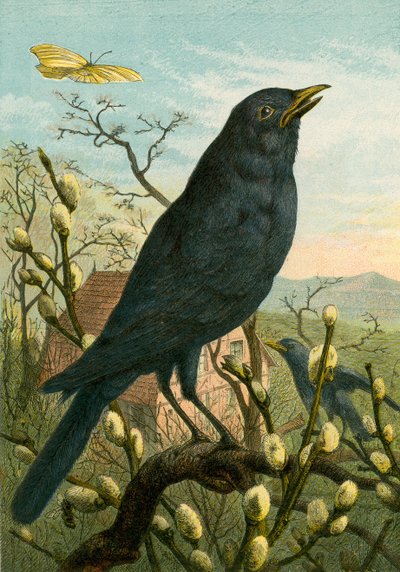 Zwarte vogel door English School