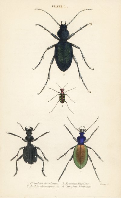 Blauwgevlekte of goudgevlekte tijgerkever, Cicindela aurulenta 1, sabeltandgrondkever, Anthia decemguttata 2, enorme violette grondkever, Carabus scabrosus tauricus 3, en grondkever, Carabus hispanus 4 door English School