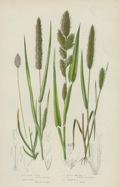 Blauw Moorgras, Los Paniekgras, Ruwe Borstelgras, Groen Borstelgras door English School