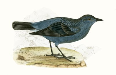 Blauwe lijster, illustratie uit 