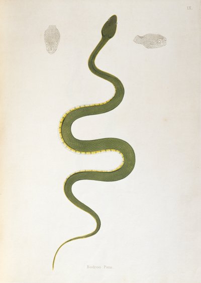 Bodroo Pam Slang uit Een Verslag van Indiase Slangen verzameld van de Kust van Coromandel door Patrick Russell, Londen, 1796 door English School