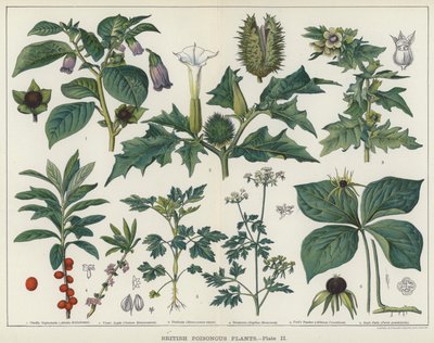 Britse Giftige Planten door English School