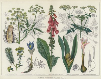 Britse Giftige Planten door English School