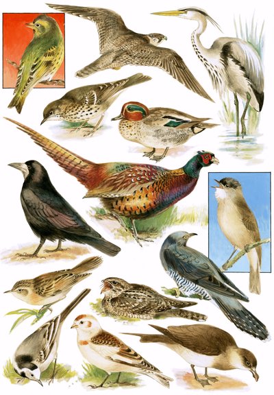 Britse vogels door English School