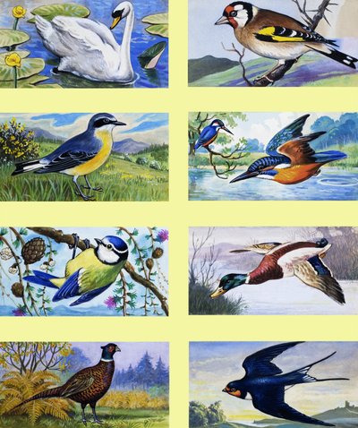 Britse vogels montage door English School