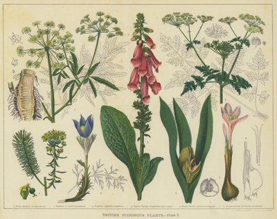 Britse giftige planten door English School