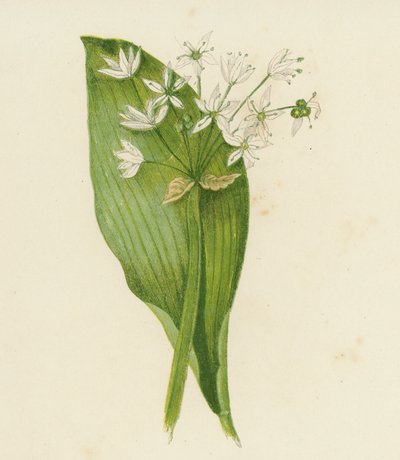 Breedbladige Knoflook; of, Daslook, Allium Ursinum door English School