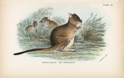 Borstelstaart rat-kangoeroe door English School