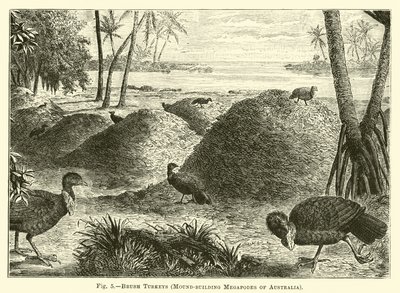 Borstelkalkoenen, Hoopbouwende Megapoden van Australië door English School