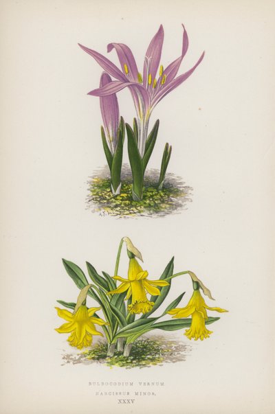 Bulbocodium Vernum; Narcissus Minor door English School