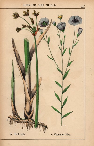 Lisdodde Cyperus en gewone vlasplant met blauwe bloemen Linum usitatissimum, uit 