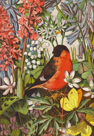 Goudvink (kleurenlitho) door English School