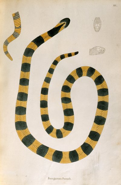 Bungarum Pamah Slang uit Een Verslag van Indiase Slangen verzameld van de Kust van Coromandel door Patrick Russell, Londen, 1796 door English School