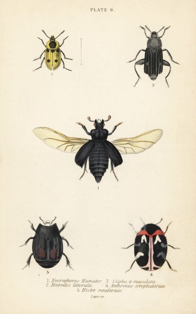Begrafeniskever, Nicrophorus humator 1, aaskevers, Necrodes littoralis 2, Dendroxena quadrimaculata 3, tapijtkever, Anthrenus scrophulariae 4, en Hister quadrimaculatus var door English School