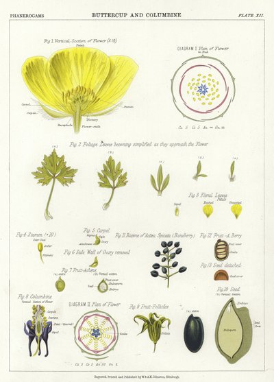Boterbloem en Akelei door English School