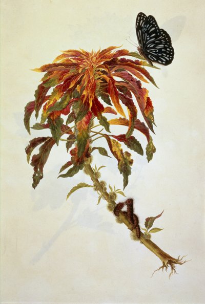 Vlinder en rupsen op een grote bloeiende plant door English School