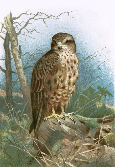 Buizerd door English School