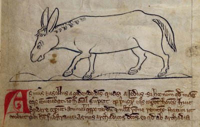 CCA-LitMs/D/10 fol. 10r Ezel, uit Bestiarium door English School