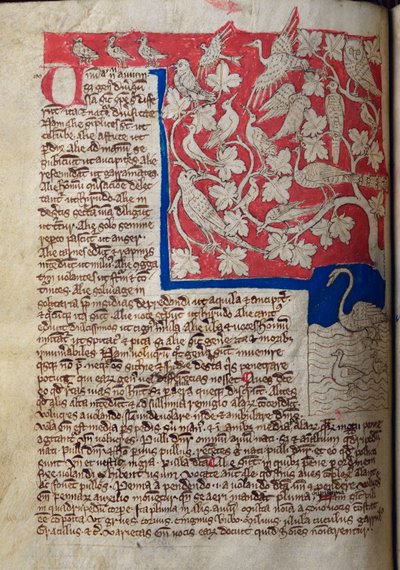CCA-LitMs/D/10 fol. 12v Vogels, uit Bestiarium door English School