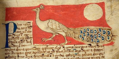 CCA-LitMs/D/10 fol. 22r Pauw, uit Bestiarium door English School