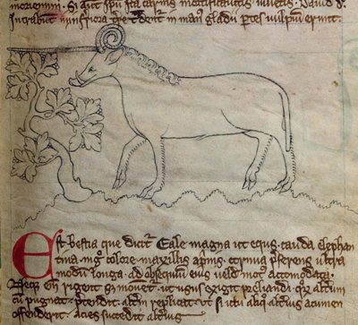 Yale, uit Bestiarium door English School