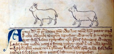 Lammeren, uit Bestiarium door English School