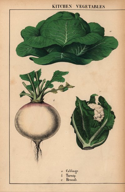 Kool, raap en broccoli, uit "The Instructive Picturebook, or Lessons from the Vegetable World," [Charlotte Mary Yonge], Edinburgh door English School