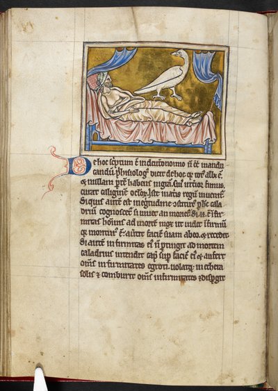 Caladrius vogel - Bestiarium, Koninklijk MS 12 C XIX, f.47v door English School