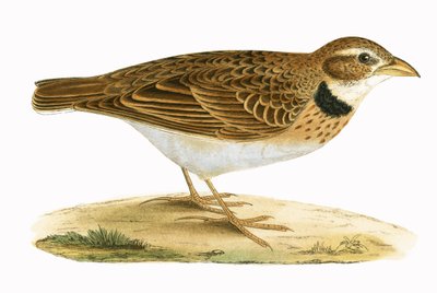 Calandra Leeuwerik, illustratie uit 