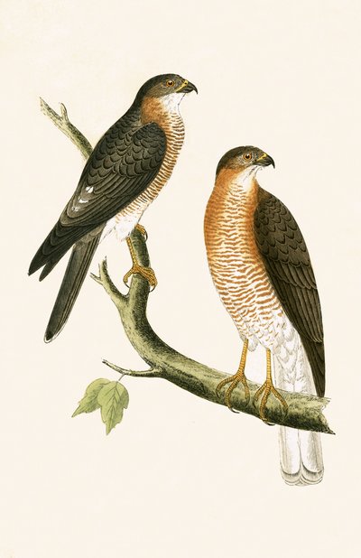 Calcutta Sperwer, illustratie uit 