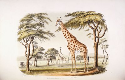 Camelopardalis Giraffa door English School