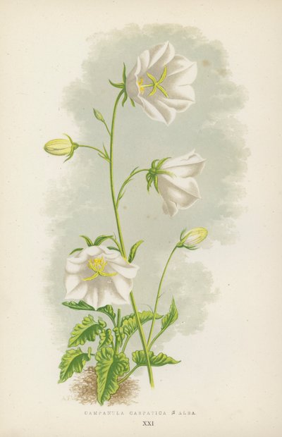 Campanula Carpatica B Alba door English School