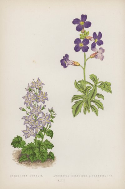 Campanula Muralis; Aubrietia Deltoidea B Grandiflora (kleur litho) door English School