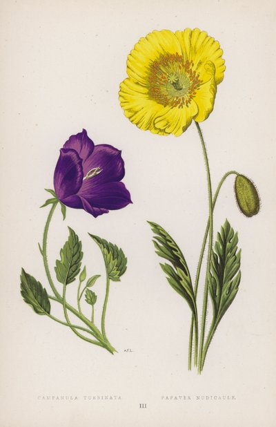 Campanula Turbinata; Papaver Nudicaule door English School