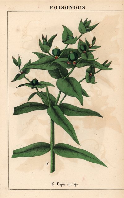 Wolfsmelk met groene zaden, Euphorbia lathyris, uit 