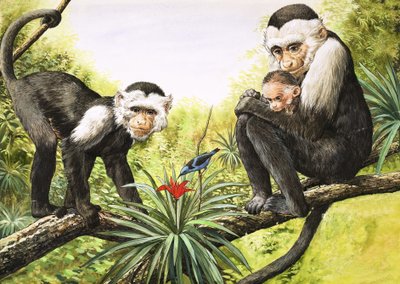 Kapucijnapen, illustratie uit 