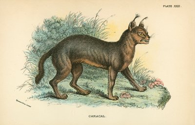 Caracal door English School