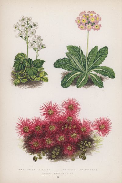 Cardamine Trifolia; Primula Denticulata; Acaena Microphylla door English School